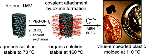 Dramatic Thermal Stability of Virus-Polymer Conjugates in Hydrophobic Solvents