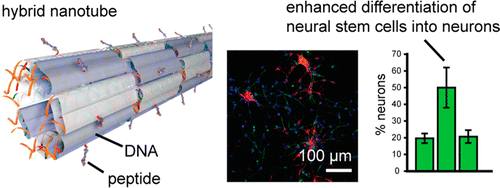 Bioactive DNA-Peptide Nanotubes Enhance the Differentiation of Neural Stem Cells Into Neurons