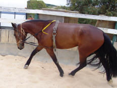 Thumbnail: HP Running Reins System