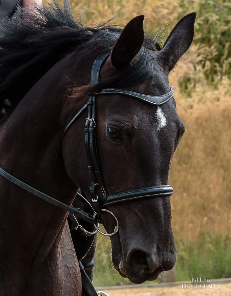 Thumbnail: Saturn Bridle