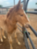 IMG_1569.jpeg