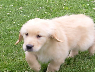 Golden Retriever Puppy