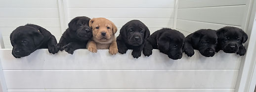 Lab Puppies