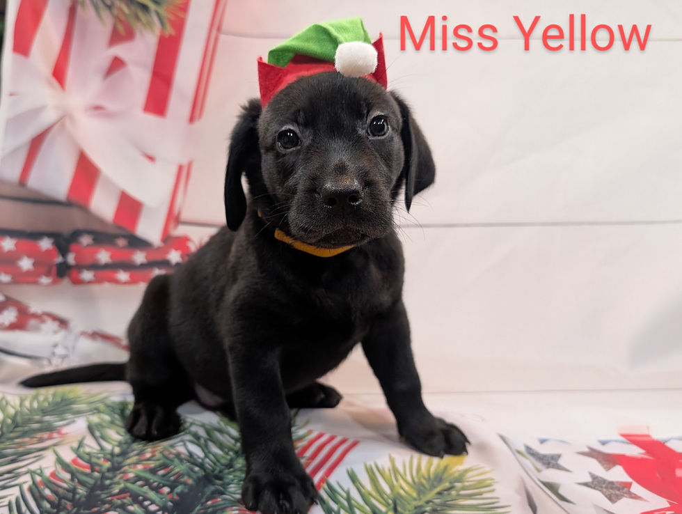 Miss Yellow
