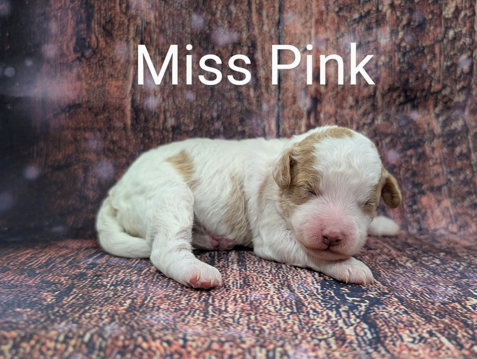 Miss Pink