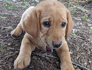 Red Labrador Retriever Puppy