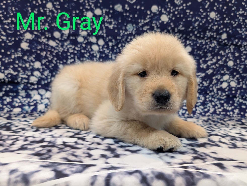 Mr Gray