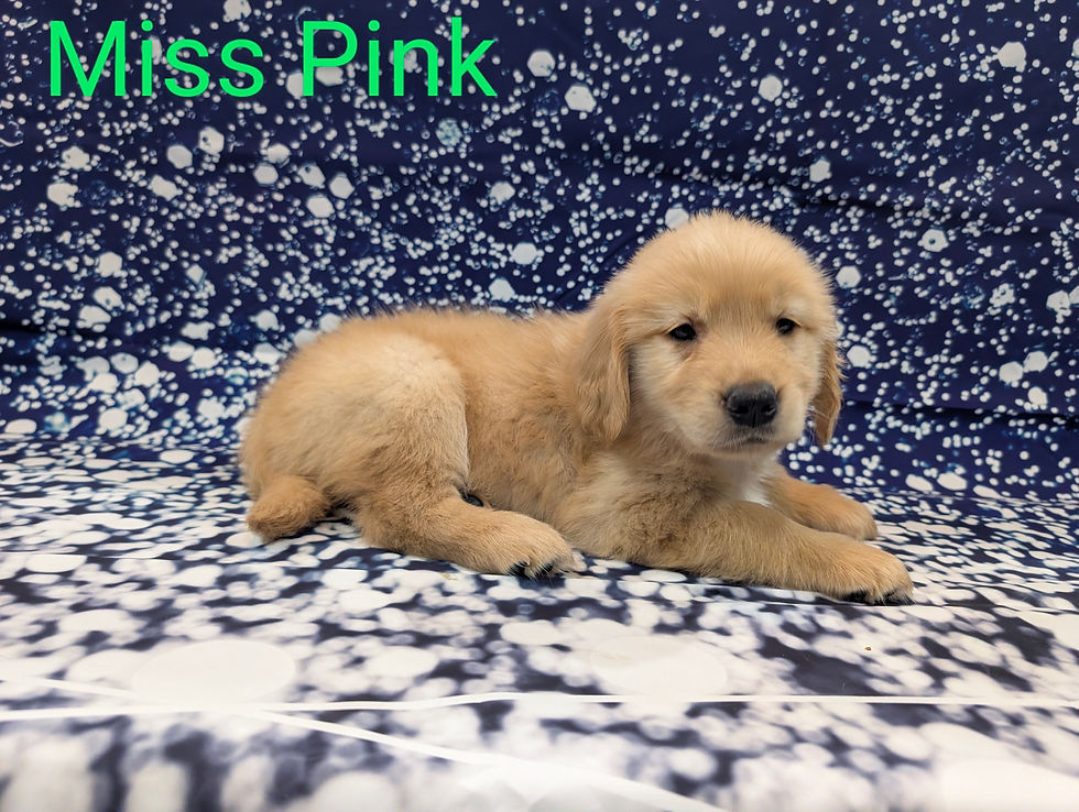 Miss Pink