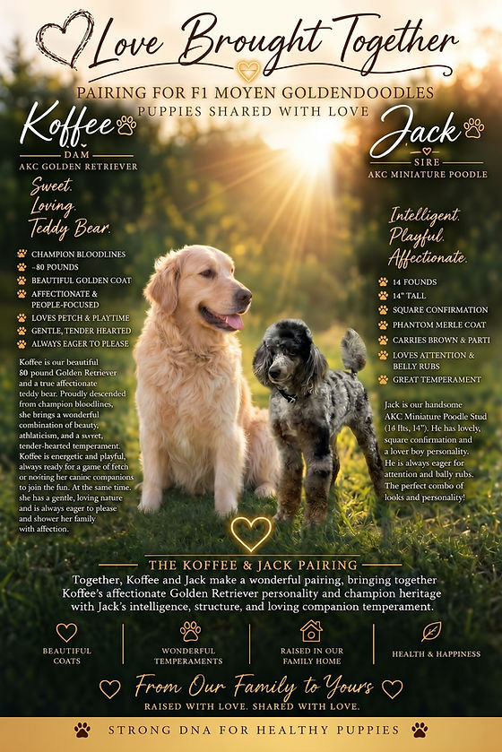 Koffee_Jack F1 Goldendoodle.jpeg