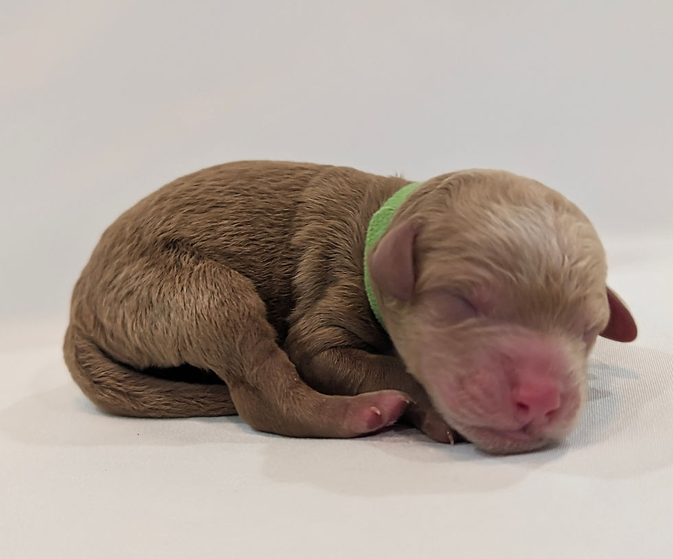 Mr Green (7.6 oz)