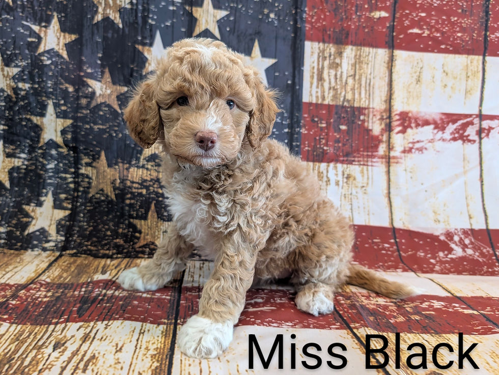 Miss Black