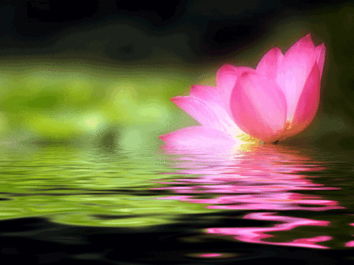 lotusani.gif