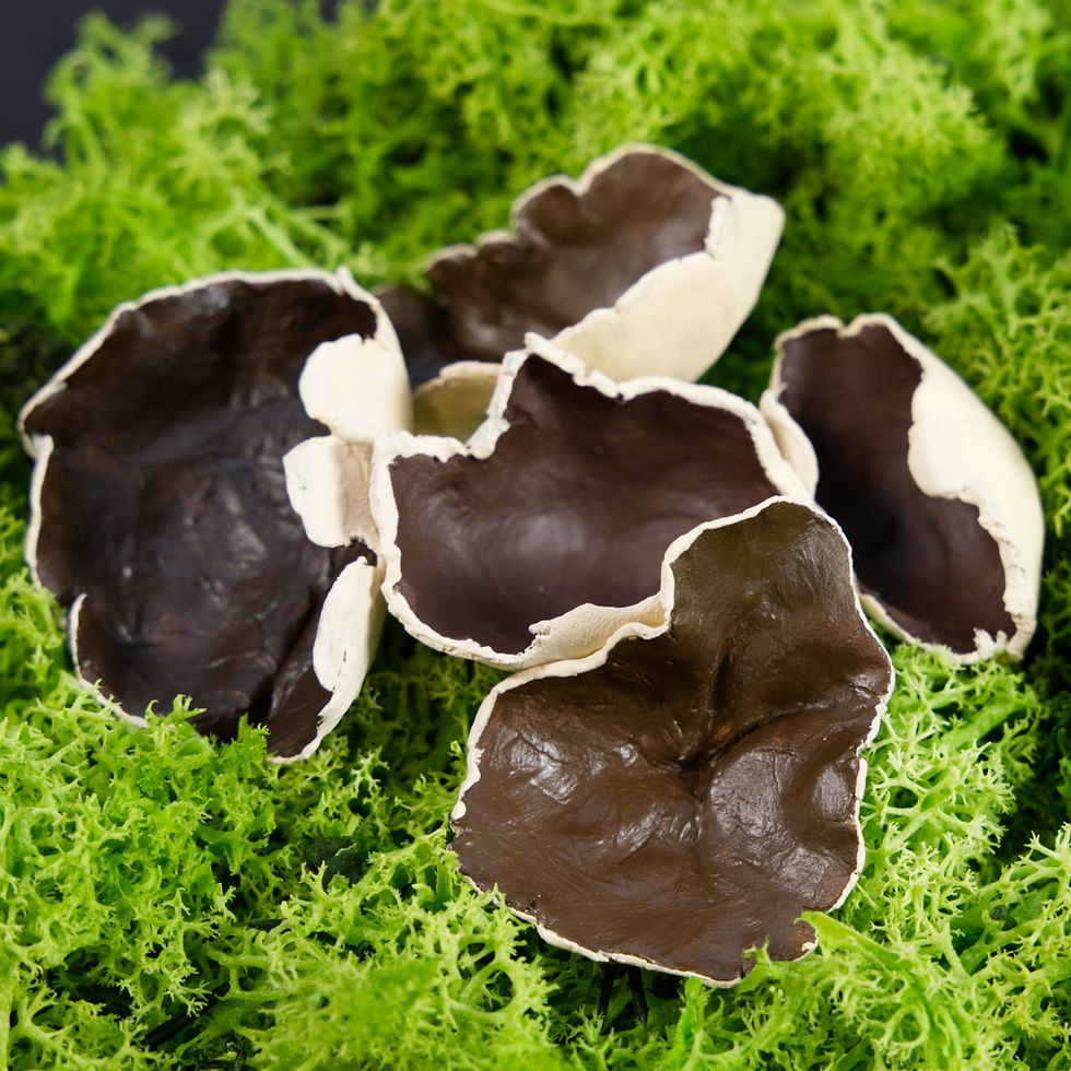 Aderige Morchelbecherling, 5 Stk.