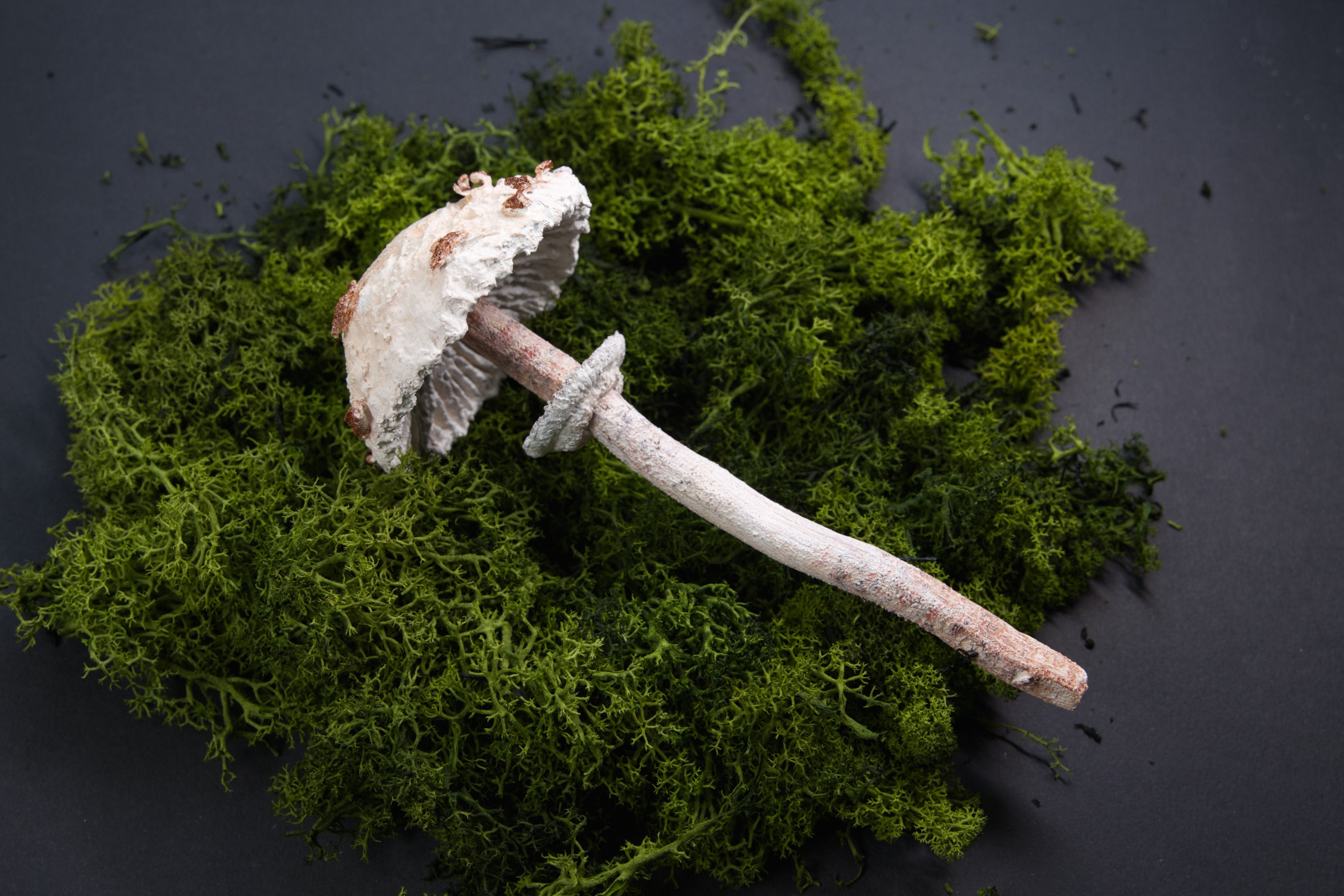 Pilzmodell Parasol, Gemeine Riesenschirmling, Macrolepiota procera, handgemacht, FungiCarve, Pilzvergnügt, Stefan Marxer