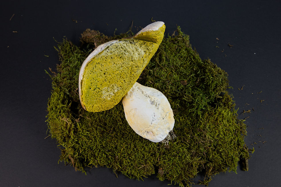 Miniaturbild: Steinpilz, groß - alt