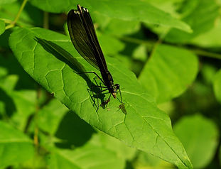 dragonfly.jpg