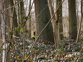 Shifting perspective in the woods