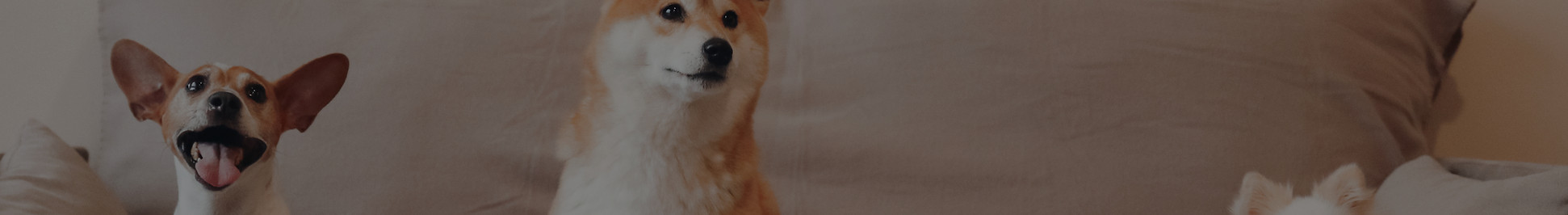 Dog Daycare_edited.jpg