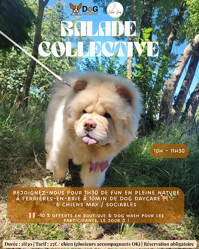 Group Dog Daycare Walk