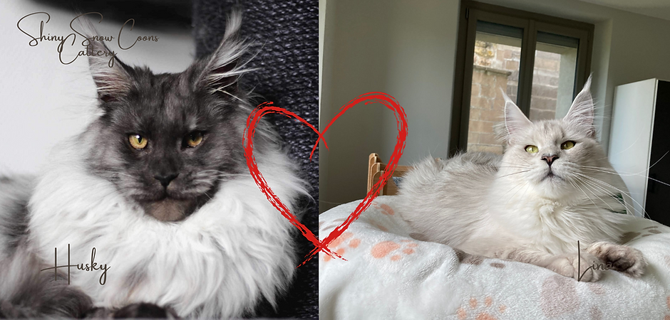 Mariage Husky & Lina (3).png