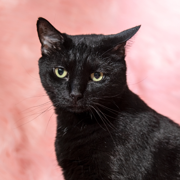 Screen Shot 2019-07-08 at 7.45_edited.jpg