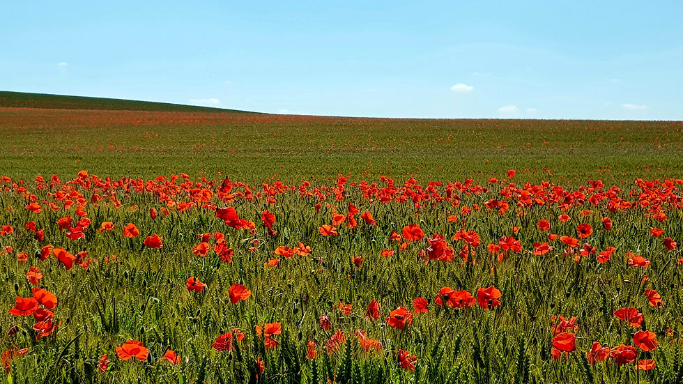 Coquelicots grande guerre première guerre mondiale symbole 11 novembre