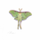 Thumbnail: Luna Moth "Matthew 6:19-21"