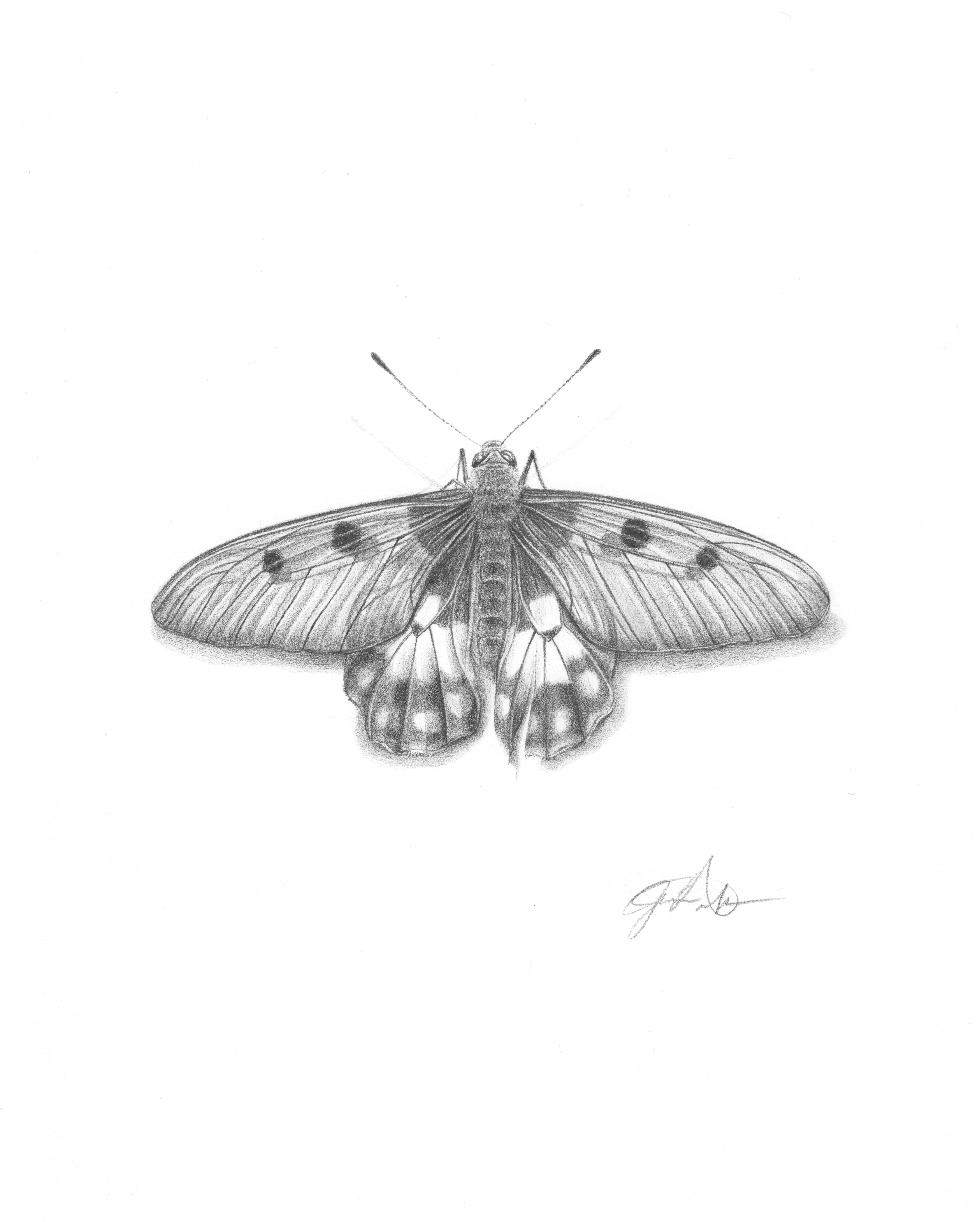 Cressida Cressida Butterfly Drawing "Romans 1:16"