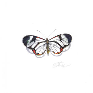 Hand-Coloured Butterflies  
