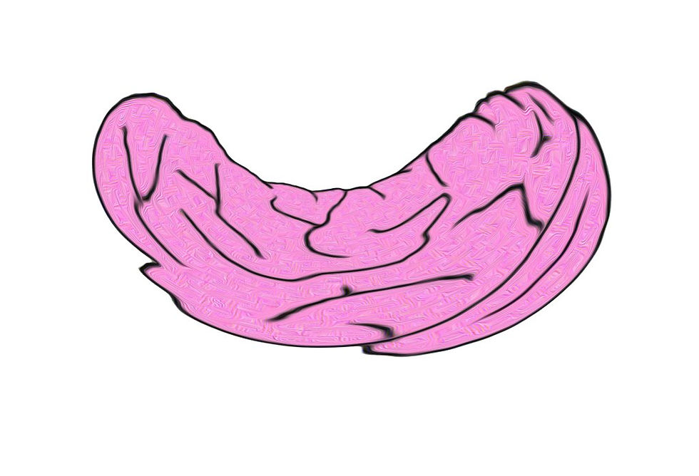 squished brain
