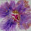 Thumbnail: Iris Flower