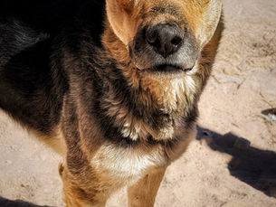Mission Rabies Peru: The Finish Line