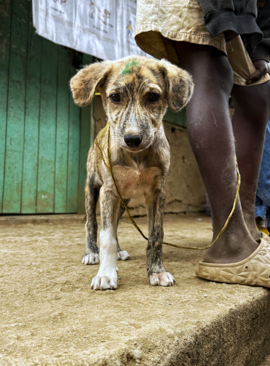 Mission Rabies Tanzania 2025 - Celebrating World Rabies Day in the Village of Kivalulu