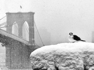 Restless Lens Weekly:  Week 8 (February 19 - February 26)