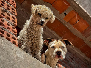 Mission Rabies Peru: Boots on the Ground