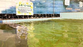 本日23日はレモンピール湯