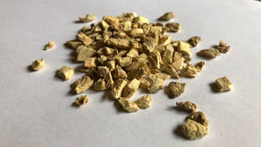 本日10日は乾燥生姜湯