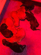 IMG_2623.jpeg