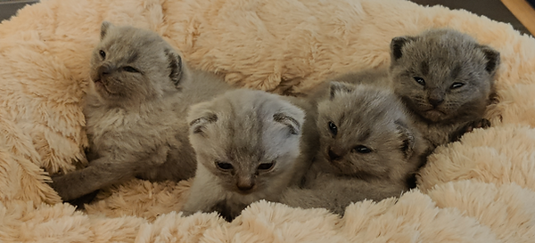 Kartuizer kittens, chartreux te koop
