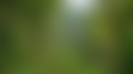 Countdown to European Union Deforestation Regulation (EUDR) Compliance