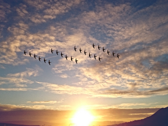 MSGTA3: A New Age of Free Trade in the Pacific