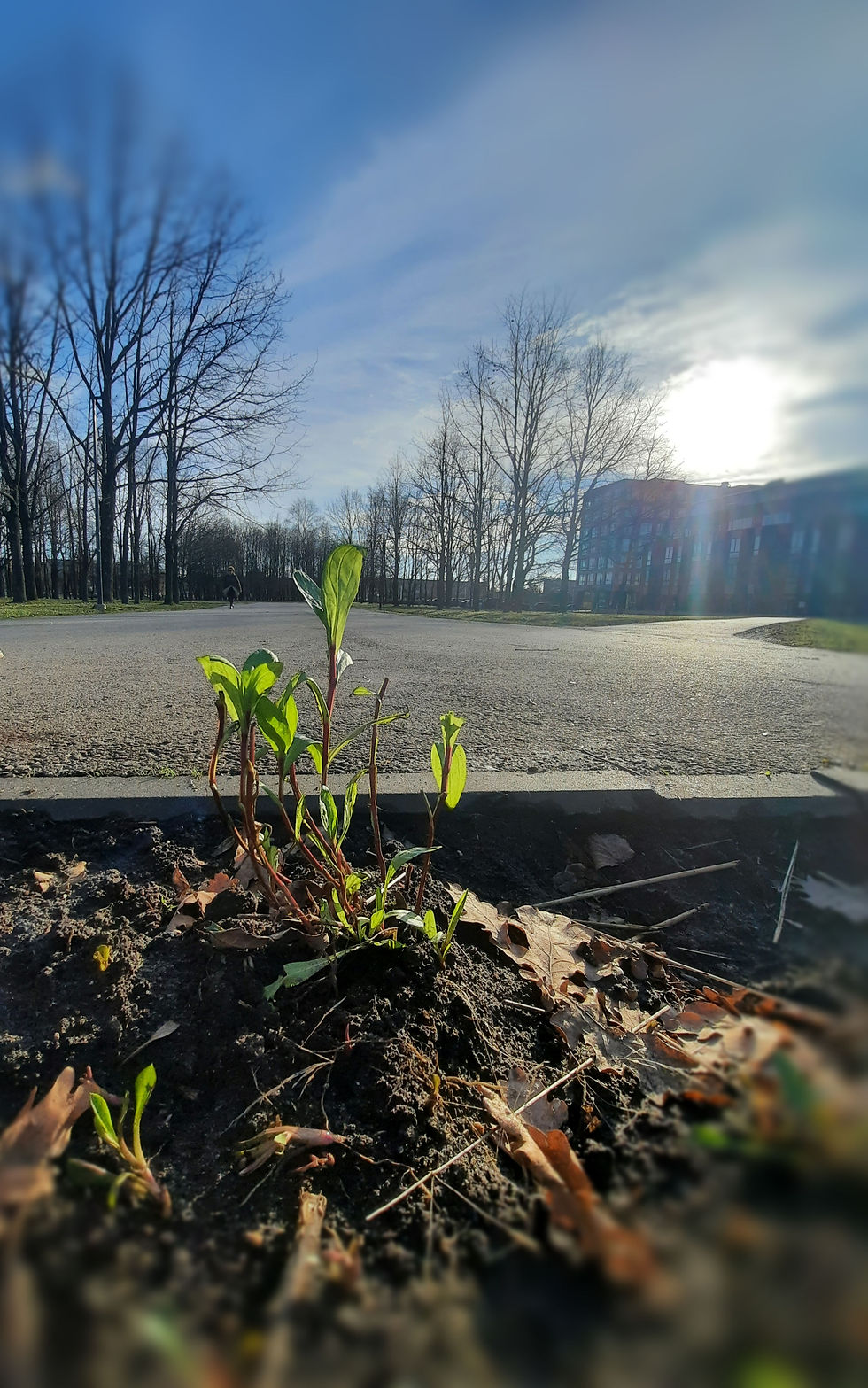 Graves Into Gardens