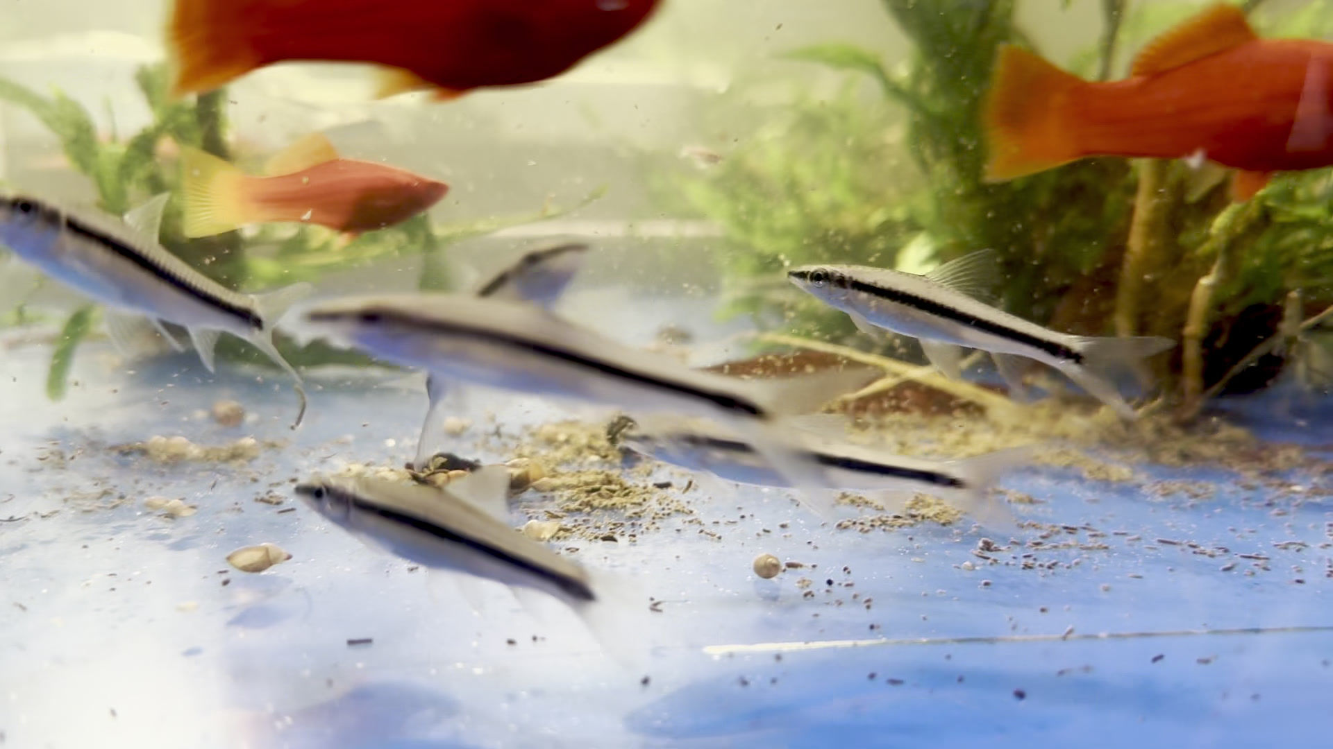 Flying Fox (Crossochelius siamensis)