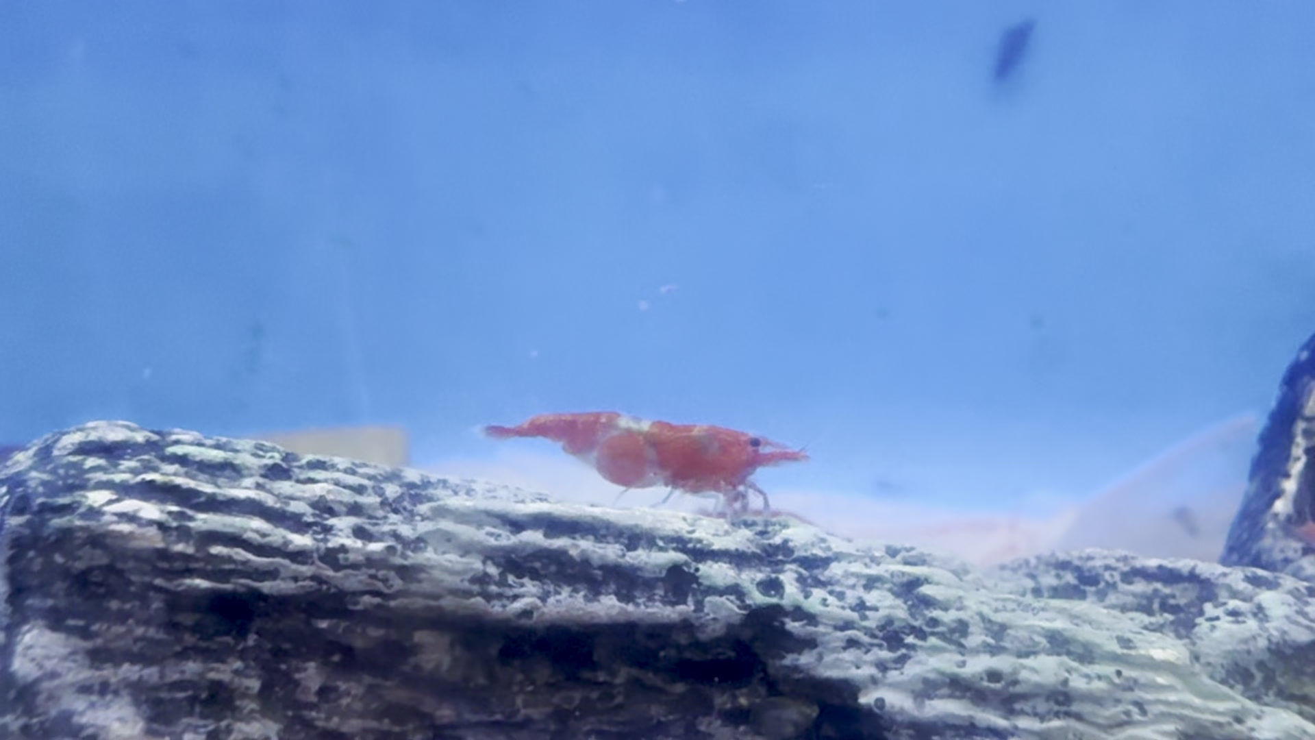 Cherry Shrimp WYSIWYG Video