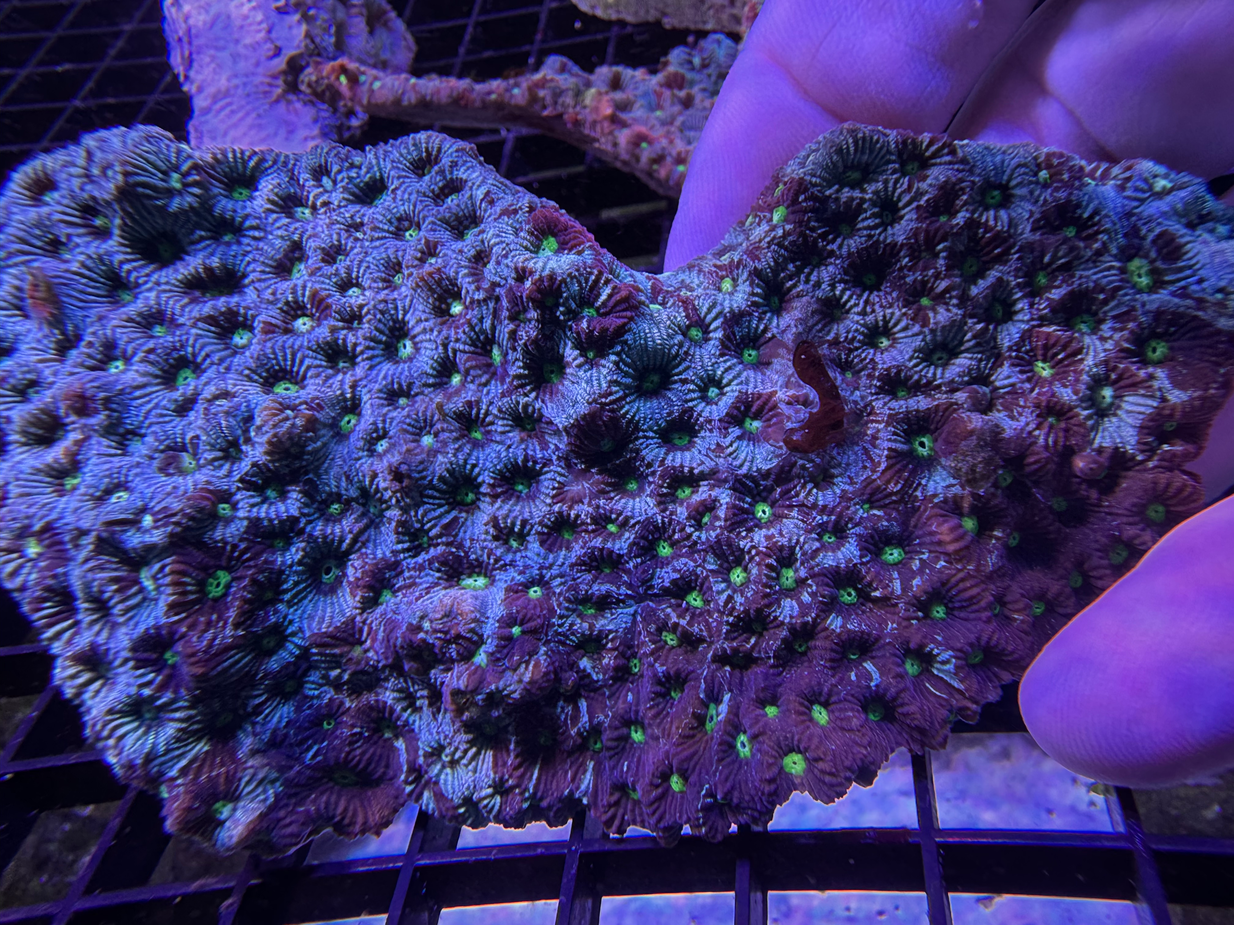 Aussie War Coral 1 Colony