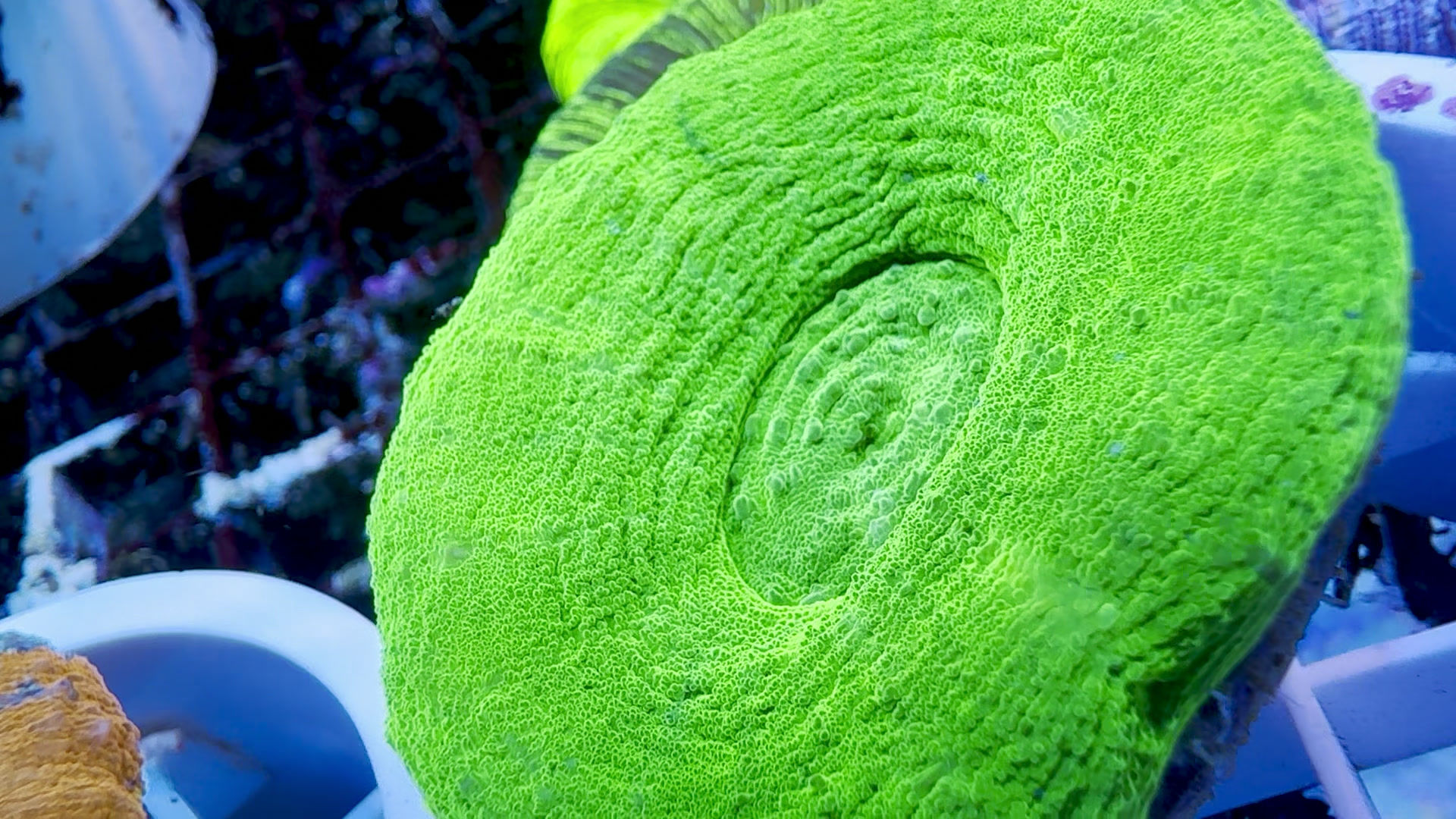 Australian Scolymia Green Apple