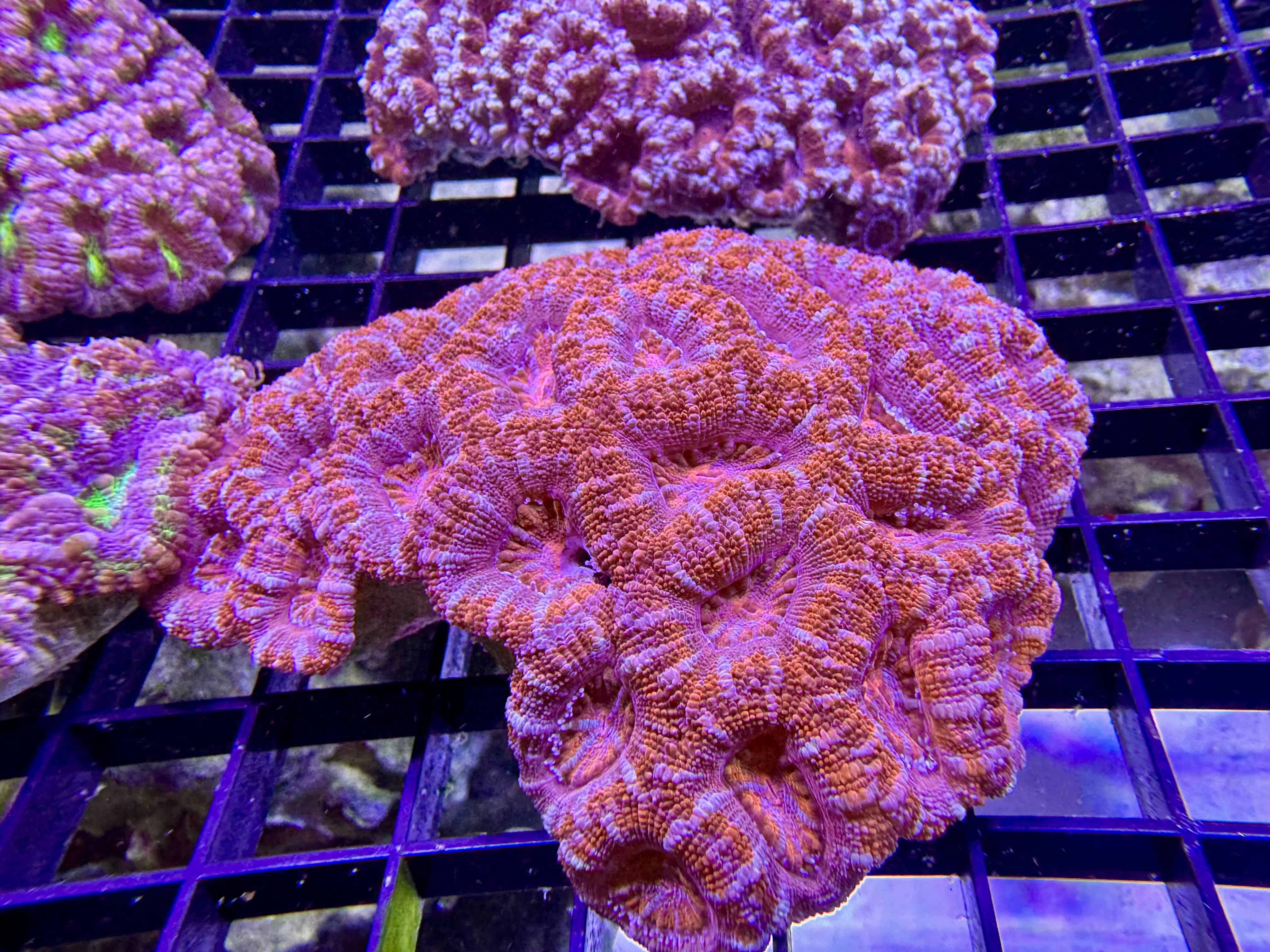 Rare Red/Pink Acan