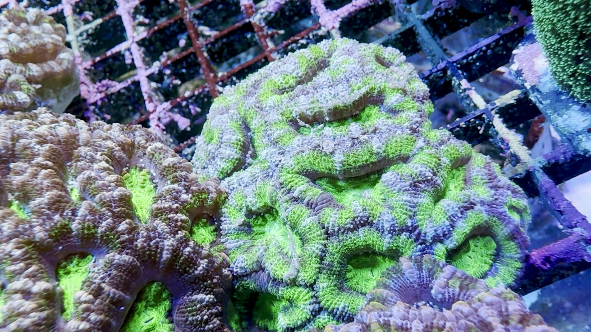 Australian Acan Lord 7
