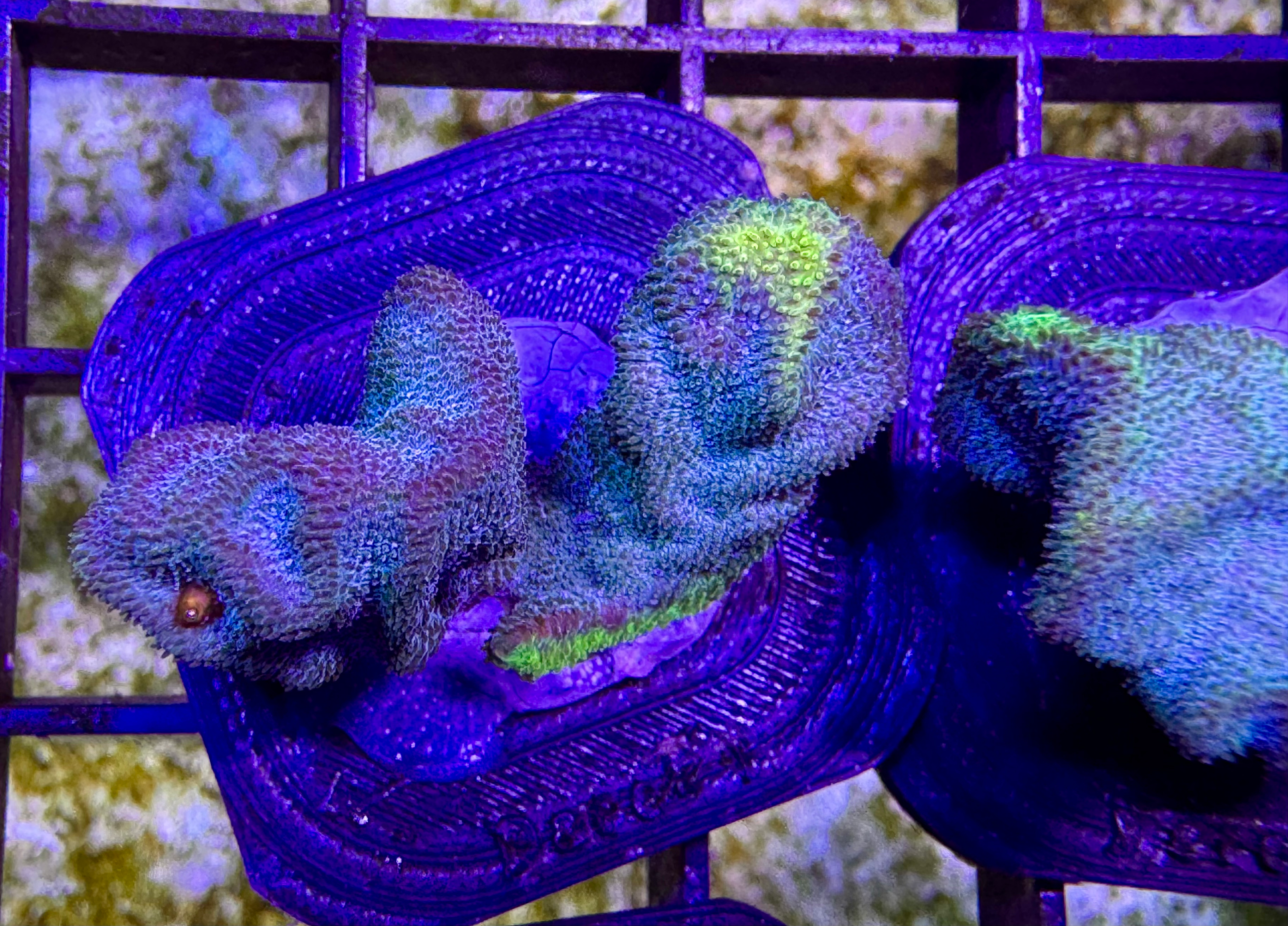 Green Lightning Psammocora Frag1