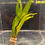 Thumbnail: Microsurum Pteropus "Long Leaf"